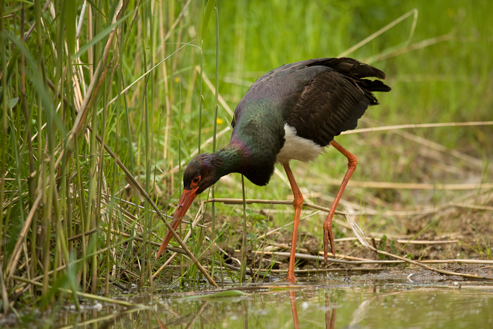 Schwarzstorch (Ciconia nigra)