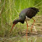 Schwarzstorch (Ciconia nigra)