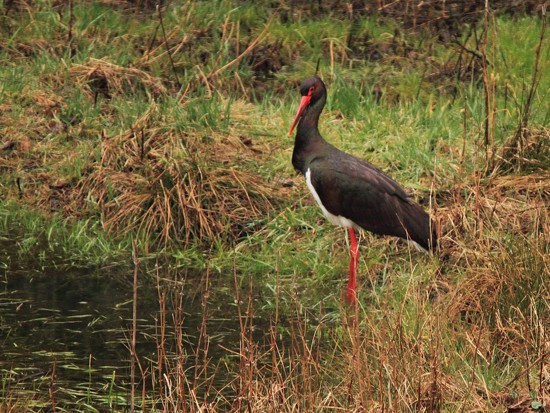 Schwarzstorch ( ciconia nigra)