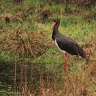 Schwarzstorch ( ciconia nigra)