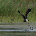 Schwarzstorch (Ciconia nigra)