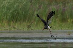 Schwarzstorch (Ciconia nigra)