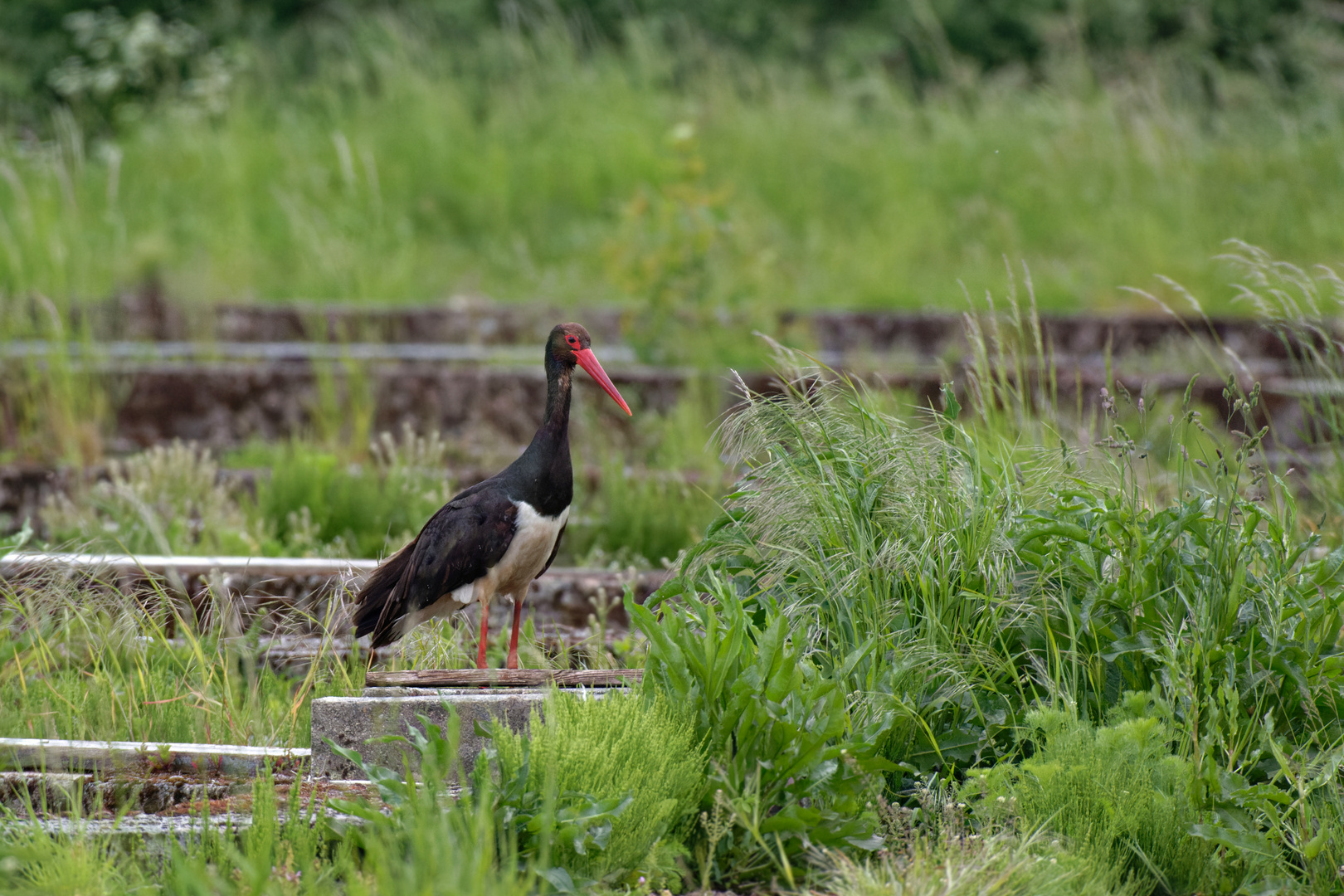 Schwarzstorch (Ciconia nigra)