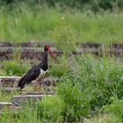 Schwarzstorch (Ciconia nigra)