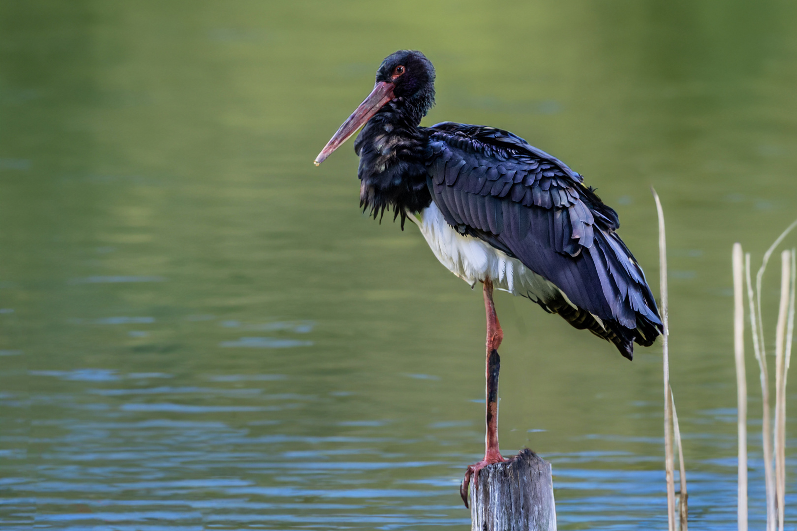 Schwarzstorch  (Ciconia nigra)