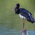 Schwarzstorch  (Ciconia nigra)