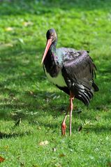 Schwarzstorch (Ciconia nigra)