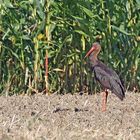 Schwarzstorch (Ciconia nigra) - Dokufoto