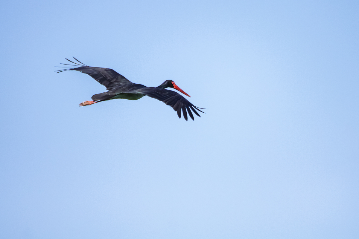 Schwarzstorch (Ciconia nigra)