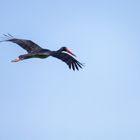 Schwarzstorch (Ciconia nigra)