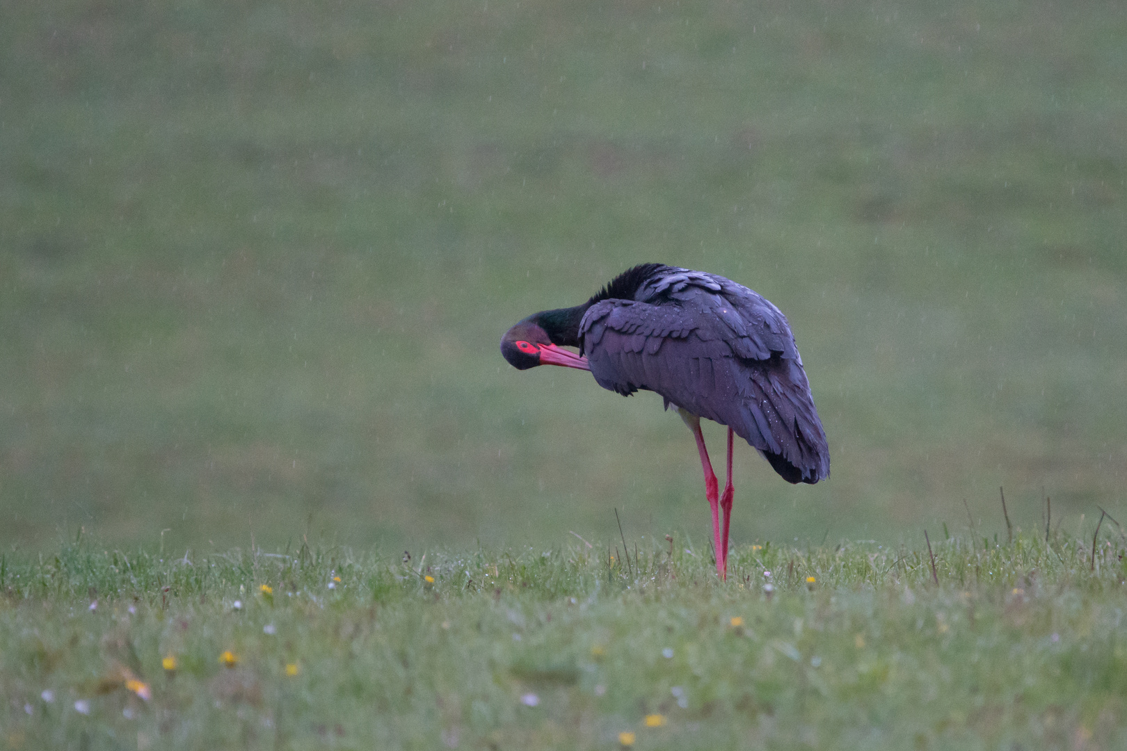 Schwarzstorch       heute   im Regen   dok.