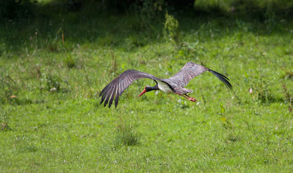 - Schwarzstorch im Abflug -