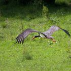 - Schwarzstorch im Abflug -