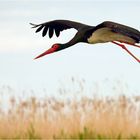 Schwarzstorch im Anflug