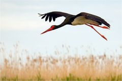 Schwarzstorch im Anflug