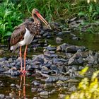 Schwarzstorch im Bach