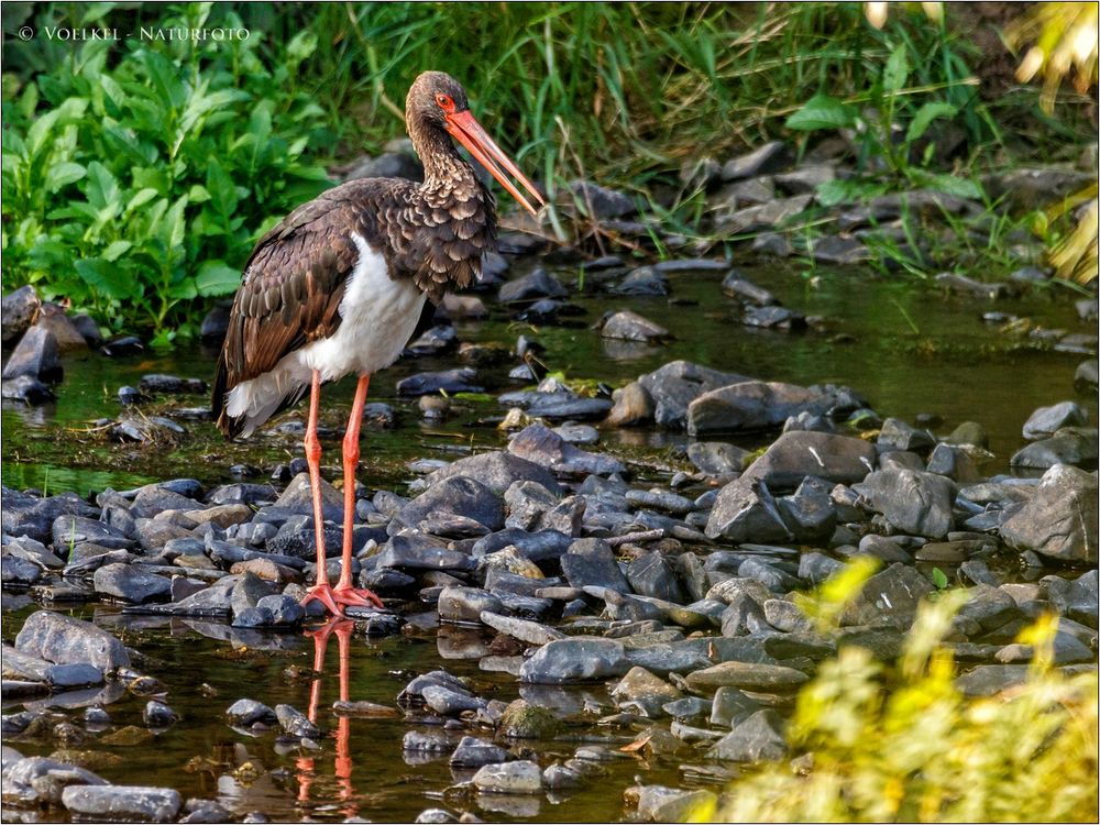 Schwarzstorch im Bach