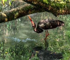 Schwarzstorch im changierenden Licht