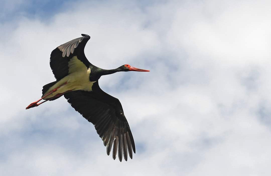 Schwarzstorch im Flug 