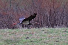 Schwarzstorch im Flug