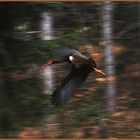 Schwarzstorch im Flug