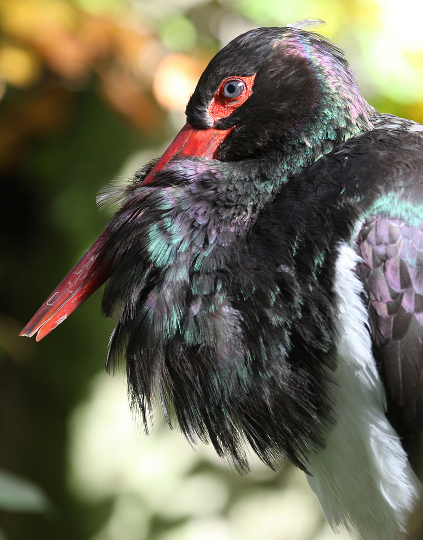 Schwarzstorch im Kölner Zoo