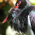 Schwarzstorch im Kölner Zoo