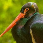 schwarzstorch im nationalpark bay.wald