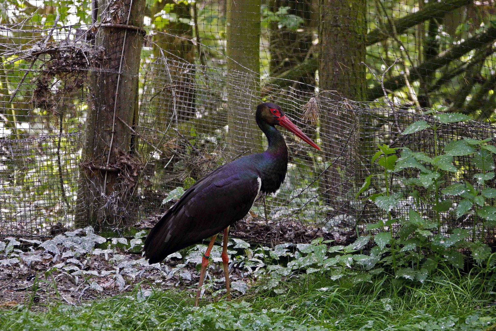 Schwarzstorch im Wildpark Bad Mergentheim