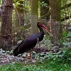 Schwarzstorch im Wildpark Bad Mergentheim