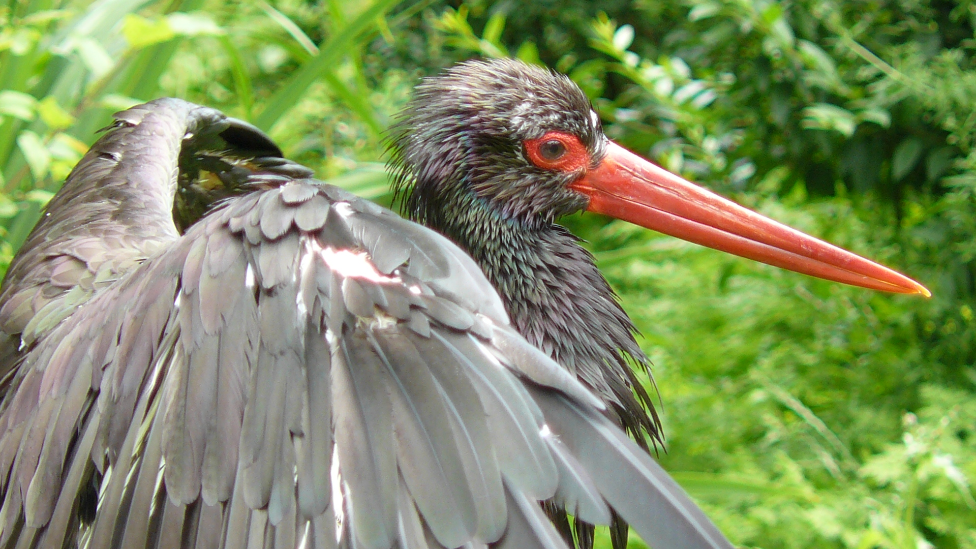 Schwarzstorch im Wisentgehege in Springe