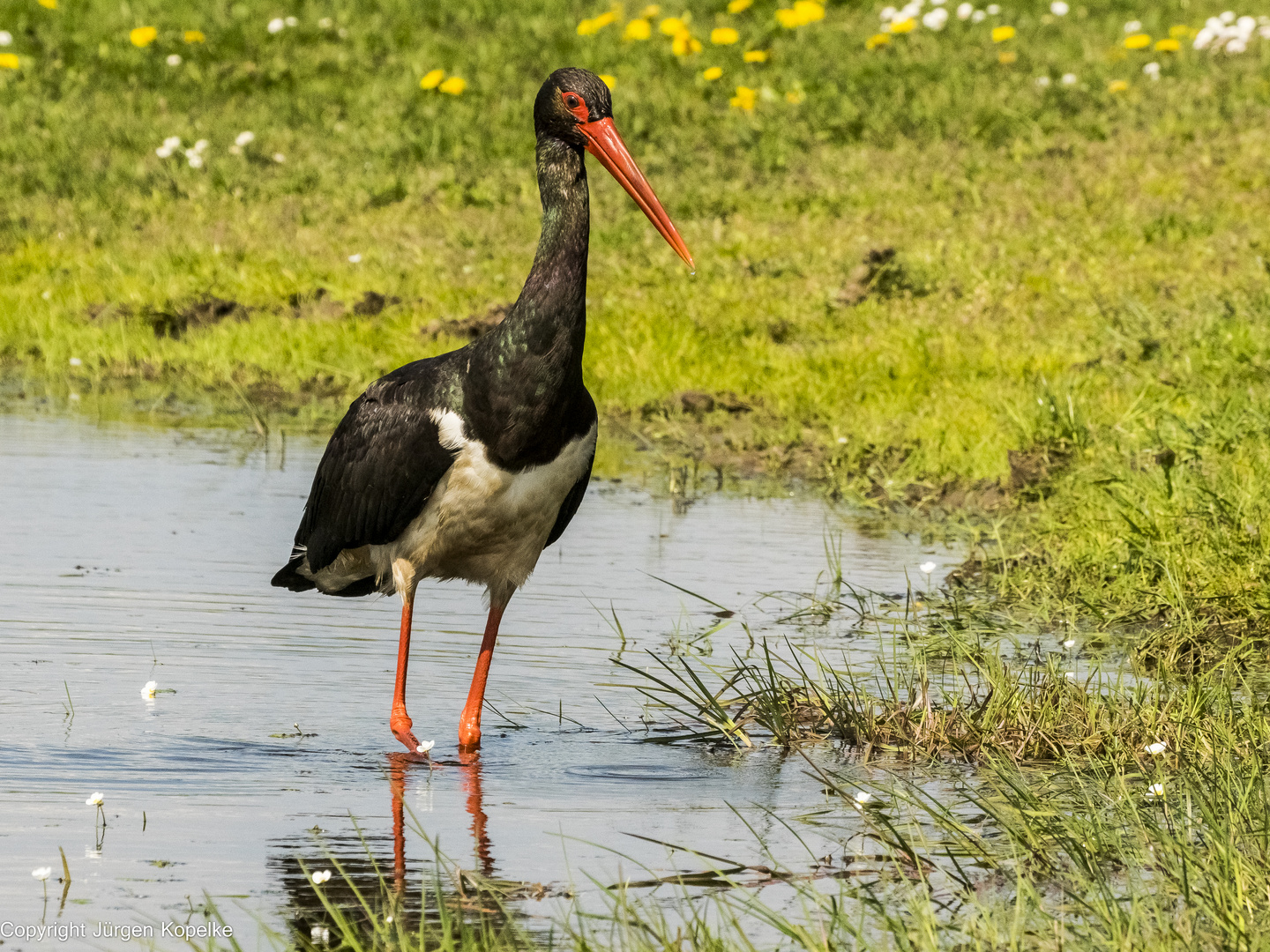 Schwarzstorch in der Feldberger Seenlandschaft