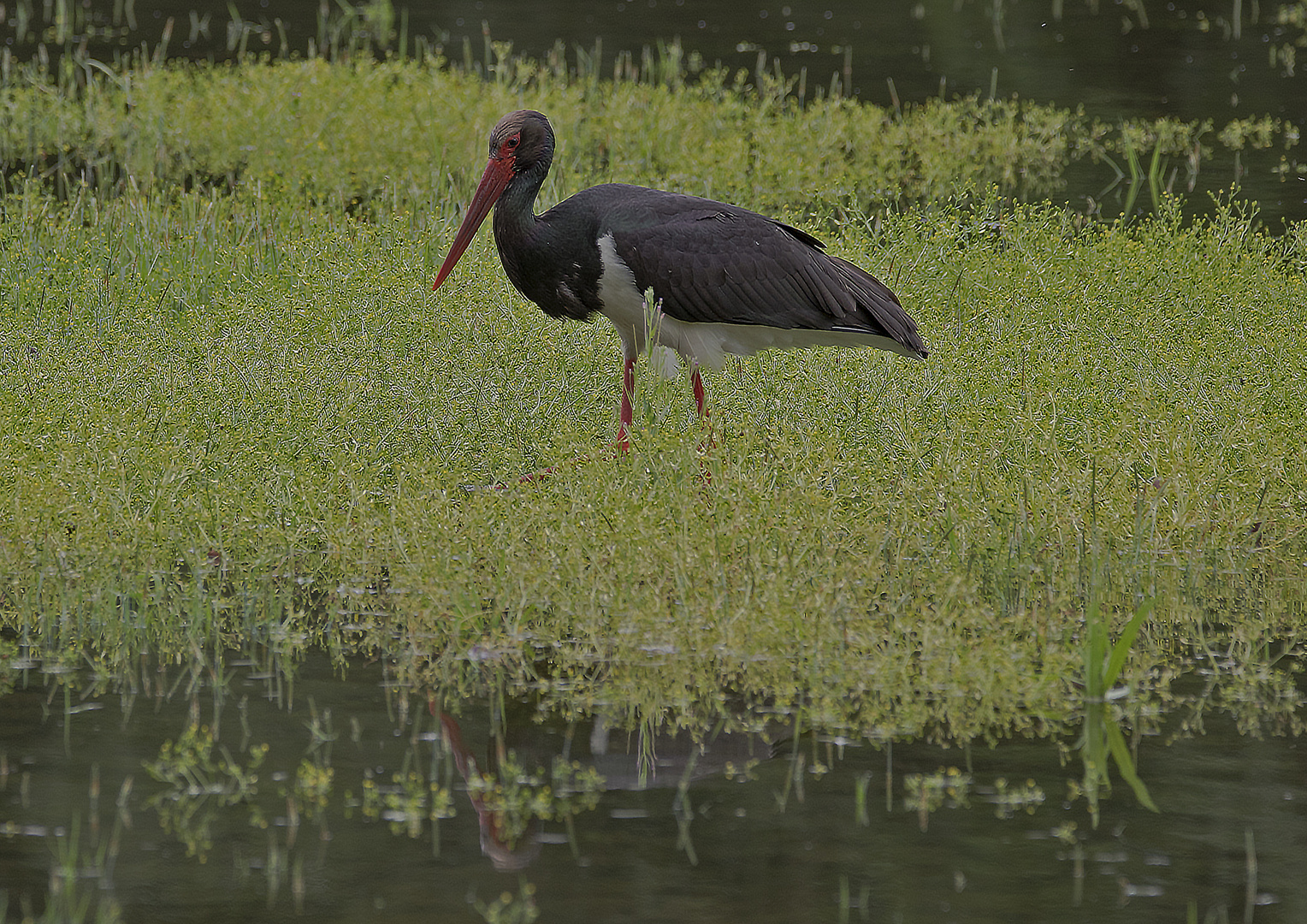 Schwarzstorch in der Oberlausitz