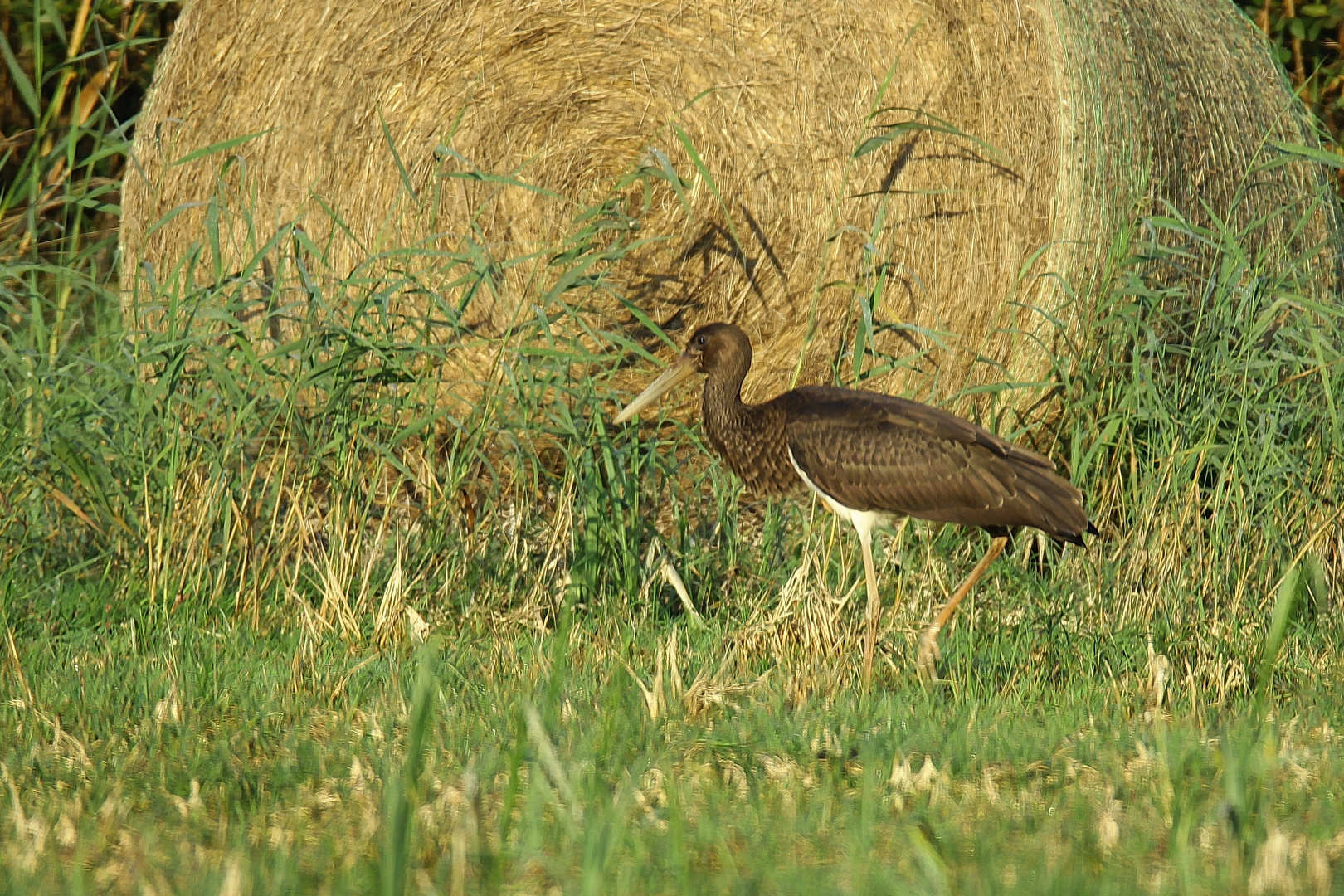 Schwarzstorch Jungvogel