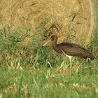 Schwarzstorch Jungvogel