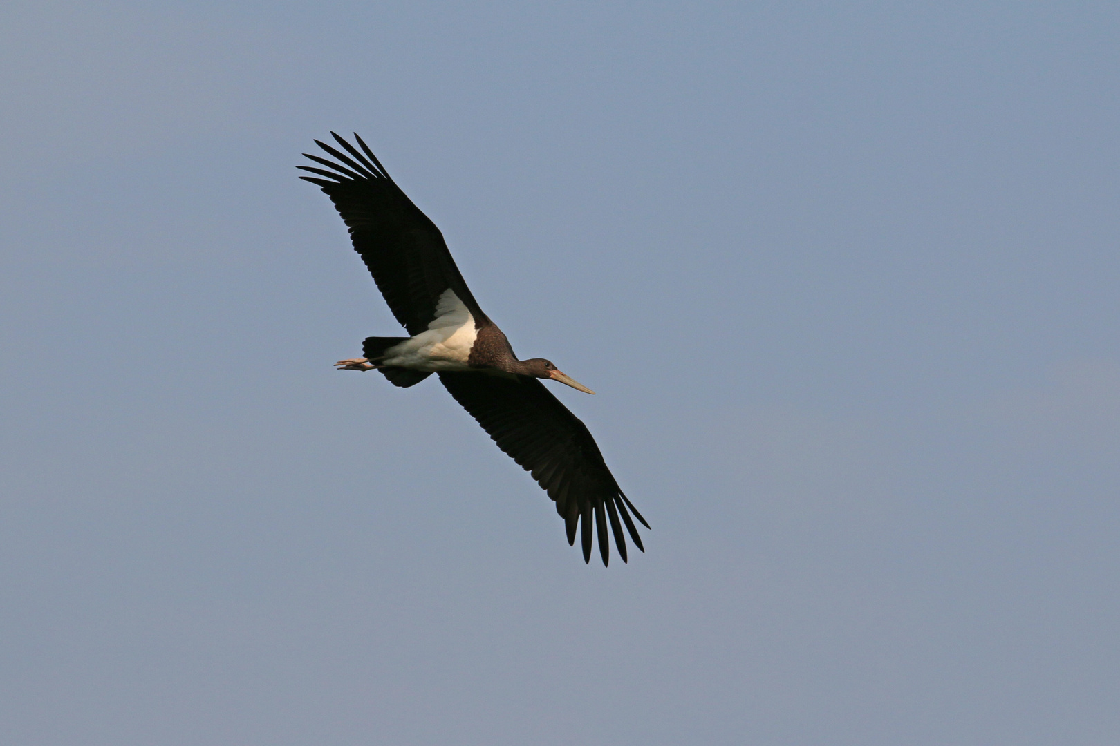 Schwarzstorch Jungvogel beim Landeanflug