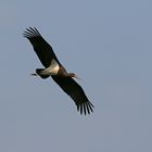 Schwarzstorch Jungvogel beim Landeanflug