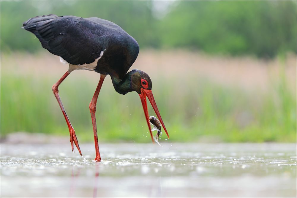 Schwarzstorch mit kleinem Snack...