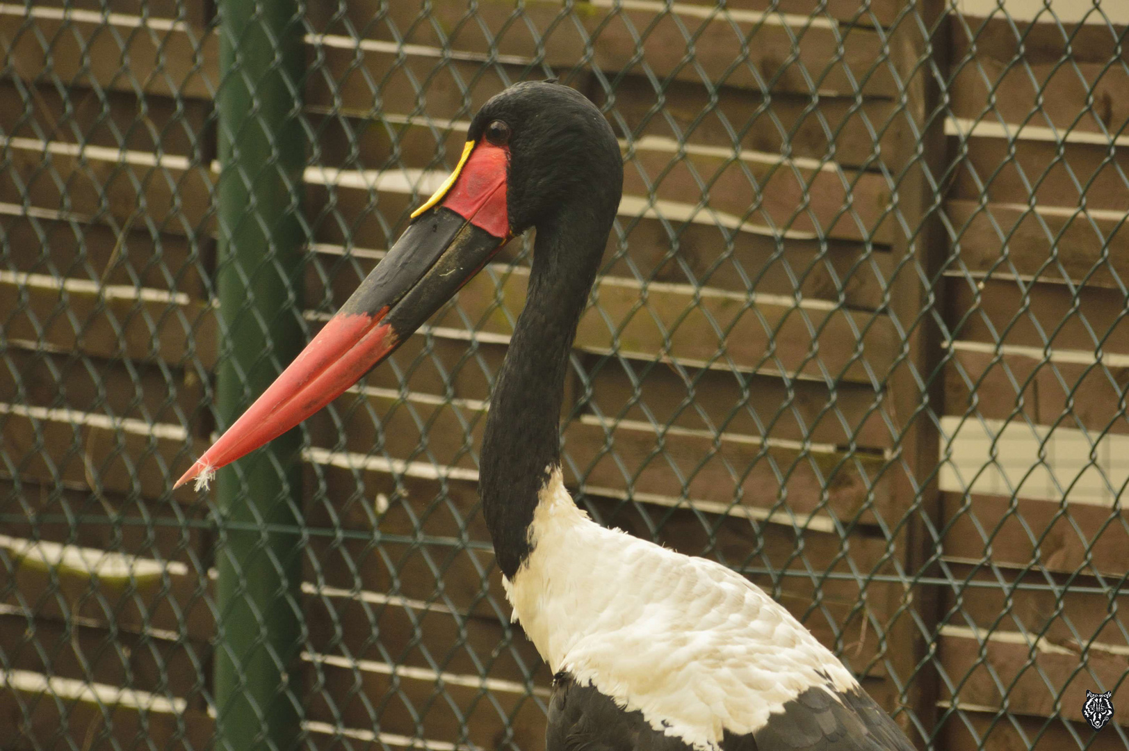 Schwarzstorch ! Nein Sattelstorch