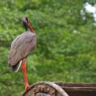 Schwarzstorch oder auch "Schwalbe des Odins"