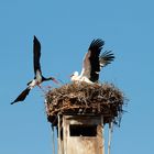 Schwarzstorch stört den Hausfrieden