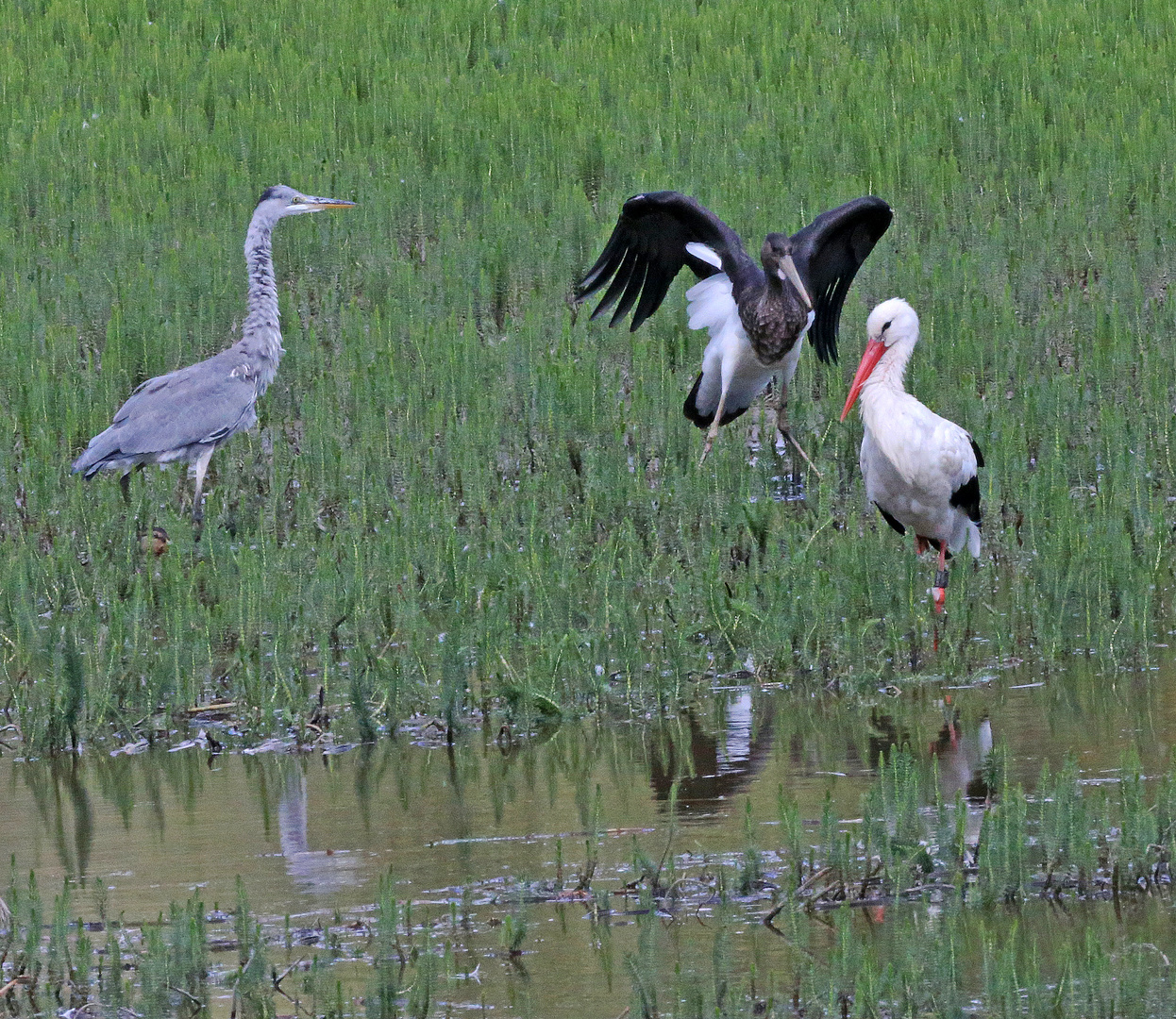 Schwarzstorch trifft Graureiher und Weißstorch