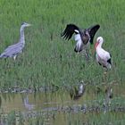 Schwarzstorch trifft Graureiher und Weißstorch