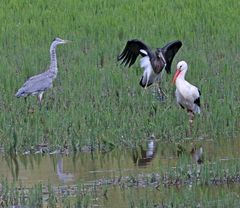 Schwarzstorch trifft Graureiher und Weißstorch