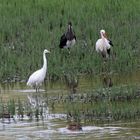 Schwarzstorch trifft Weißstorch und Silberreiher