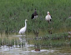 Schwarzstorch trifft Weißstorch und Silberreiher