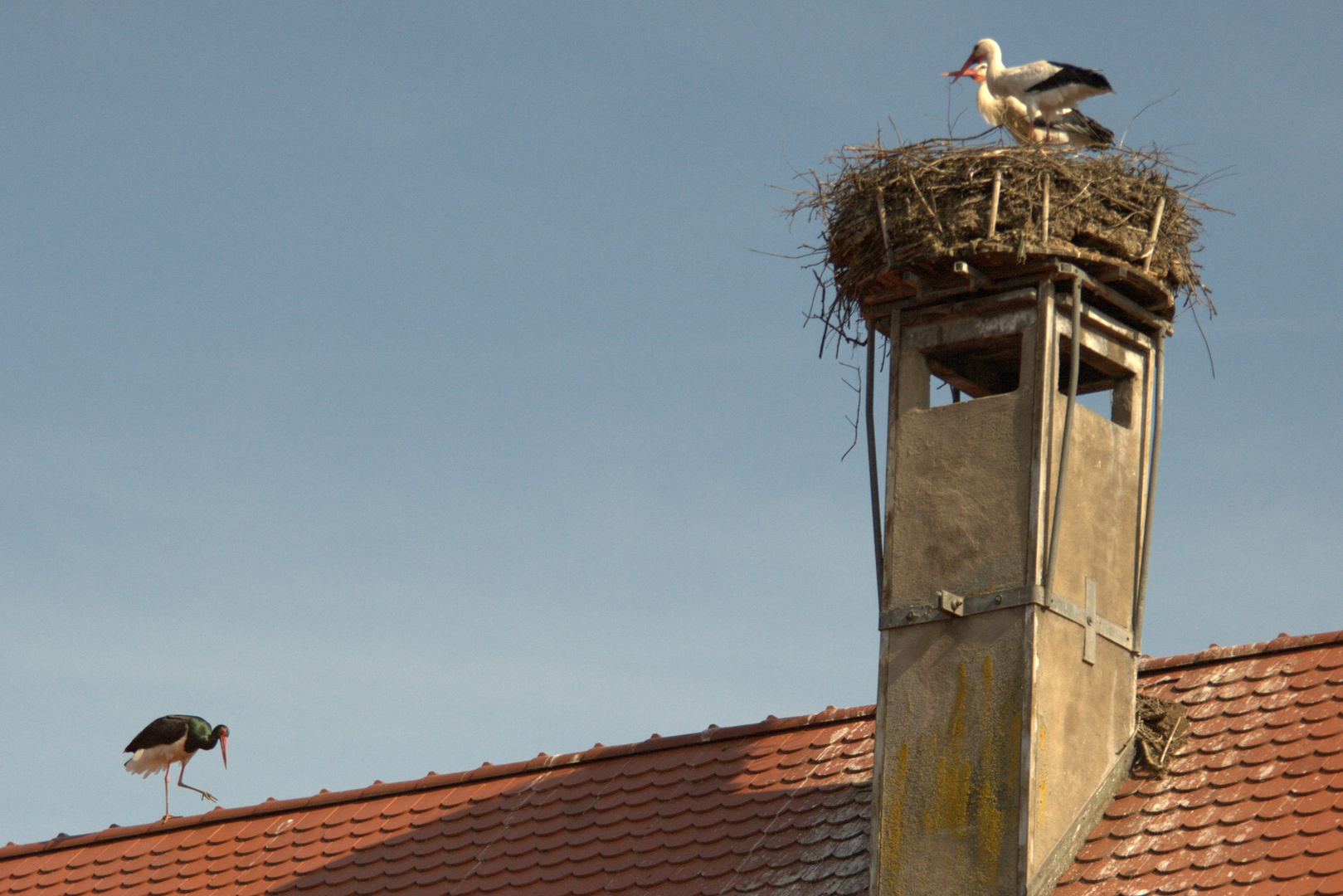 Schwarzstorch und Weißstorch...........