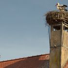 Schwarzstorch und Weißstorch...........