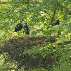 Schwarzstorchhorst - Sauerland/NRW - 14.06.19