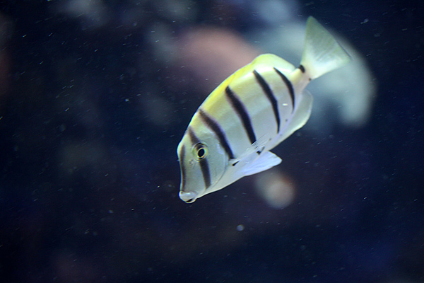 Schwarzstreifen Doktorfisch